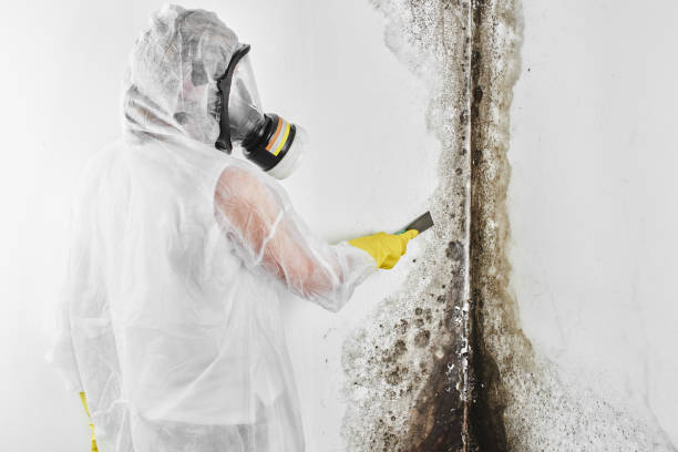 Best Mold Removal Process  in Middleborough Center, MA