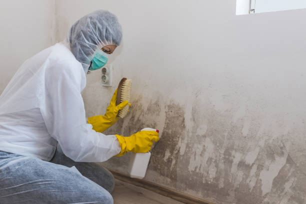Best Crawl Space Mold Removal  in Middleborough Center, MA
