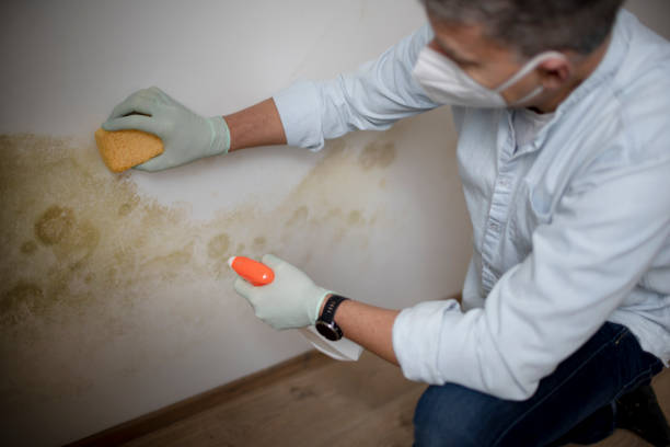 Best Office Mold Removal Services  in Middleborough Center, MA
