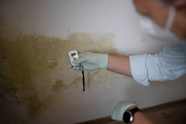 Best Mold Cleaning Services  in Middleborough Center, MA