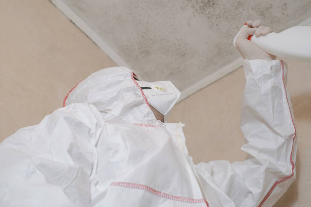 Best Mold Damage Repair  in Middleborough Center, MA