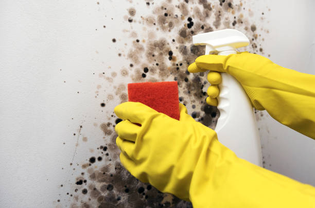 Best Mold Remediation  in Middleborough Center, MA