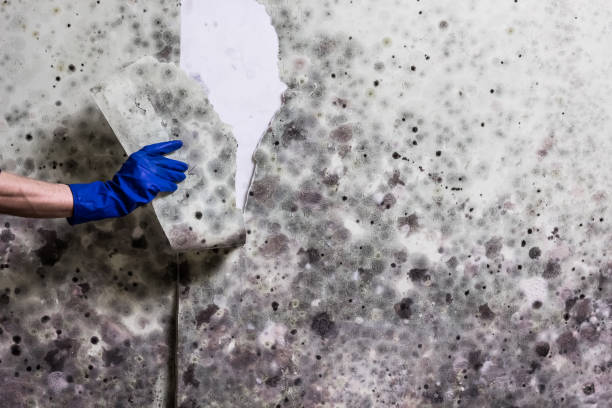 Best Mold Testing  in Middleborough Center, MA