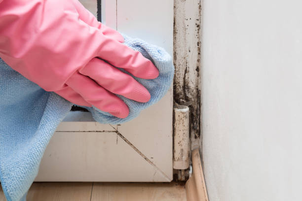 Best Toxic Mold Removal  in Middleborough Center, MA