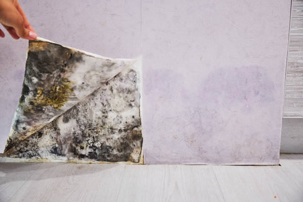 Best Fast Mold Removal  in Middleborough Center, MA